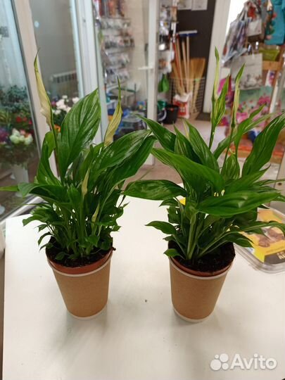 Спатифиллум