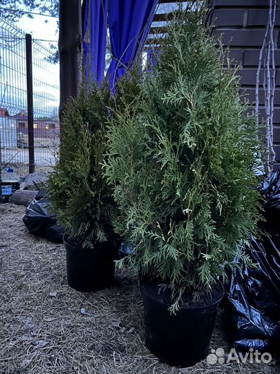 Саженцы плодовых ягодные деревья