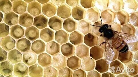 Трутневый гомогенат