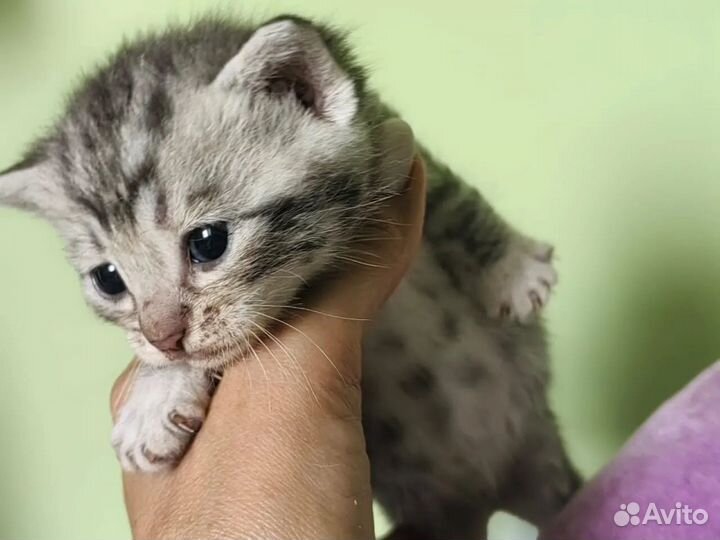 Крохи котята и их мама стали не нужными, ищем дом