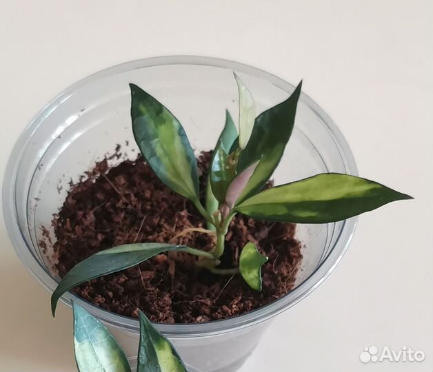 Хойя лакуноза, сильвер доллар