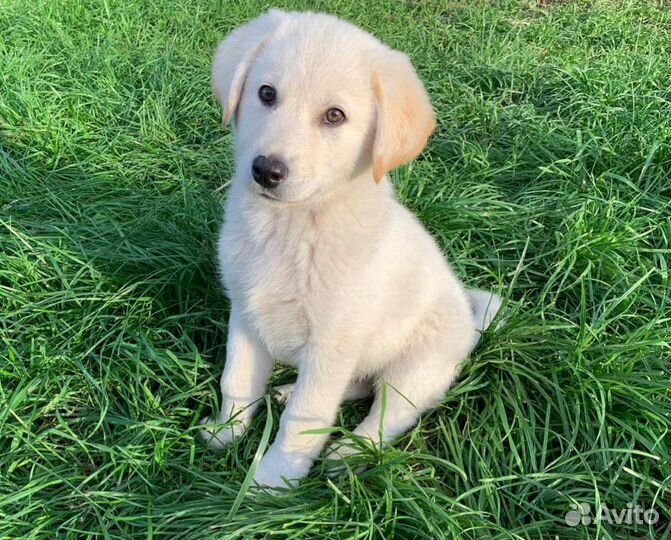 Щенки привитые с ветпаспортом