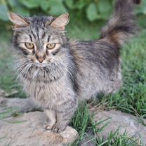 Найдена кошка, Сочи