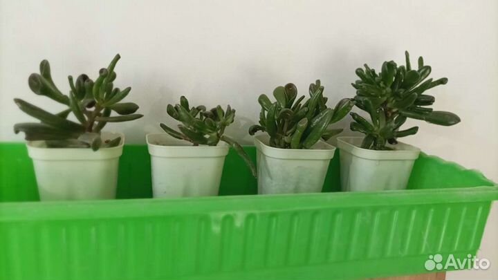 Толстянка (крассула хобит)