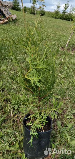 Туя западная и восточная