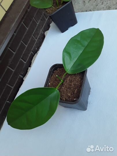 Комнатные растения цветы