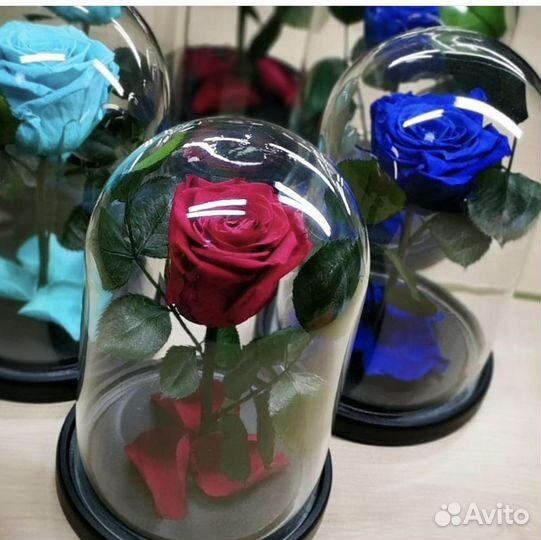 Живая роза в колбе