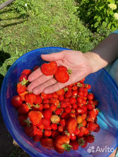 Клубника садовая 3 сорта