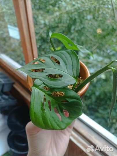 Монстера косая