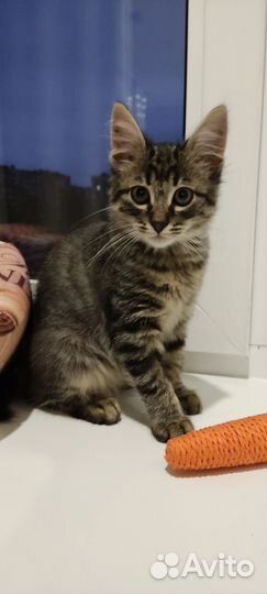 Котенок мальчик