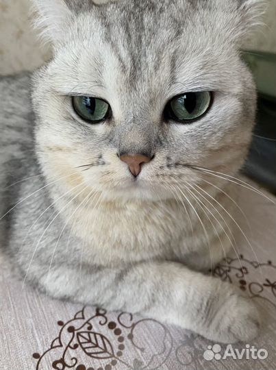 Британский кот вязка