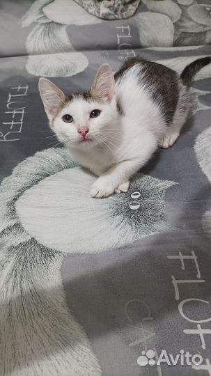 Котенок мальчик в добрые руки
