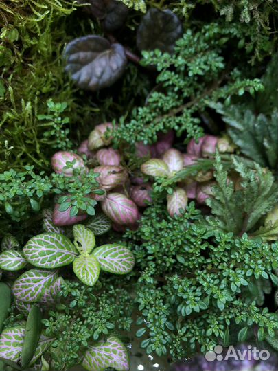 Растение в террариум. Пилея мелколистная