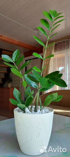 Замиокулькас