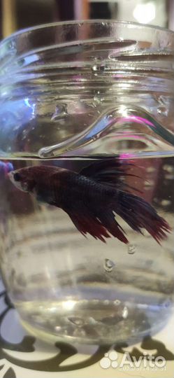 Петушки для аквариума