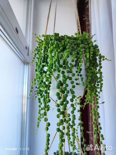 Крестовники Роули, вар, герейна