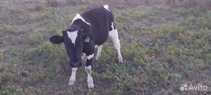 Продам быка