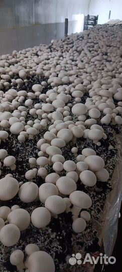 Компост для шампиньонов