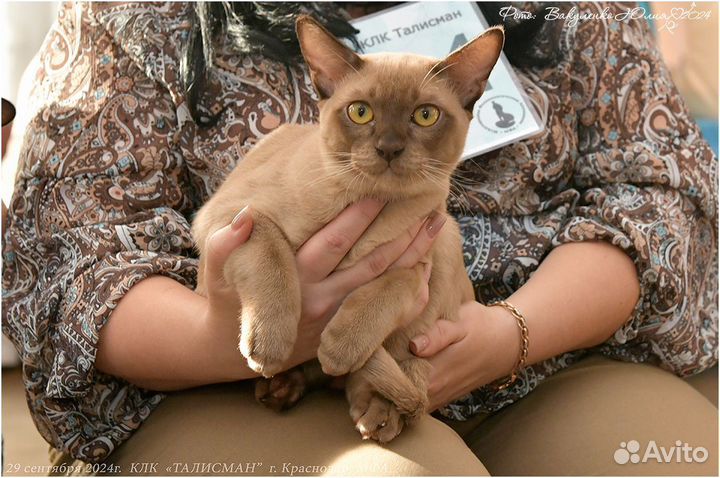 Бурманская