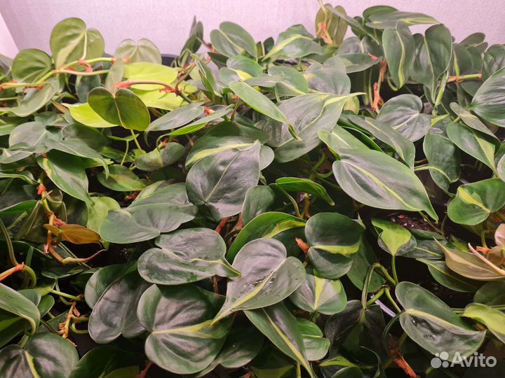 Филодендрон Сканденс Бразил