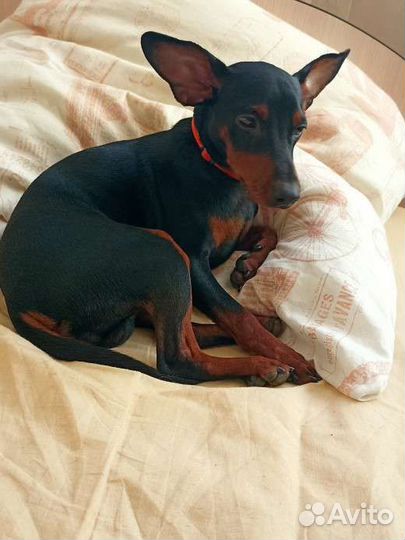 Дрессировка собак