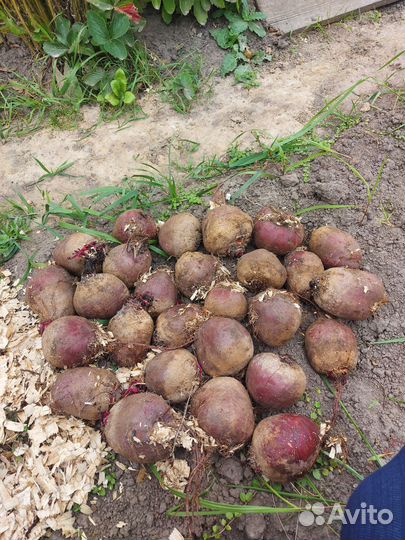 Свекла домашняя