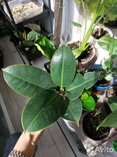 Фикус Лирата Бамбино, Мелани, Тинеке, Замиокулькас