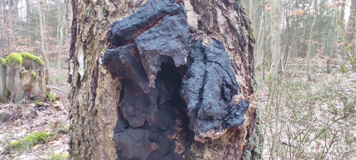 Чага для чая Лечебная целебная отвар