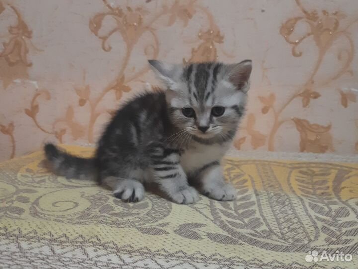 Шотландские котята