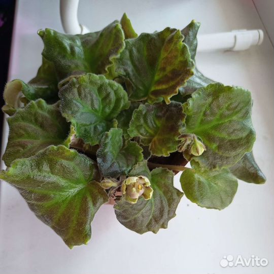 Фиалка в горшочке