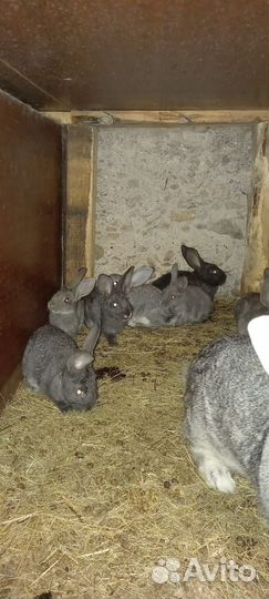 Продам кроликов