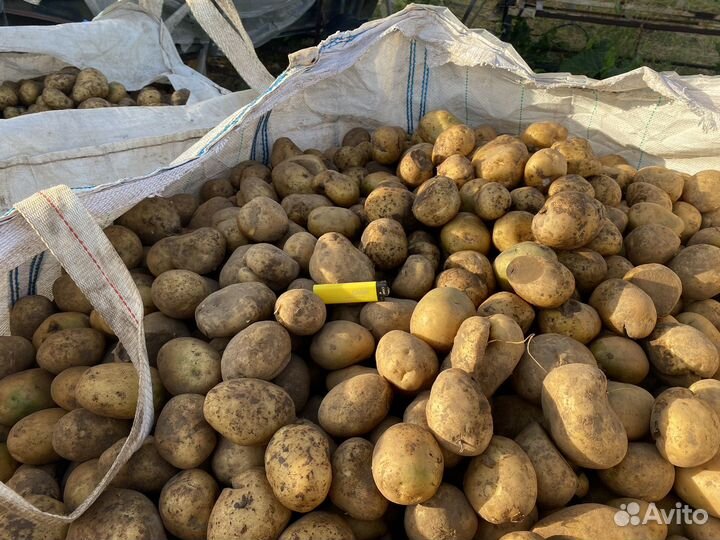 Картофель мелкий и некондиция крупная