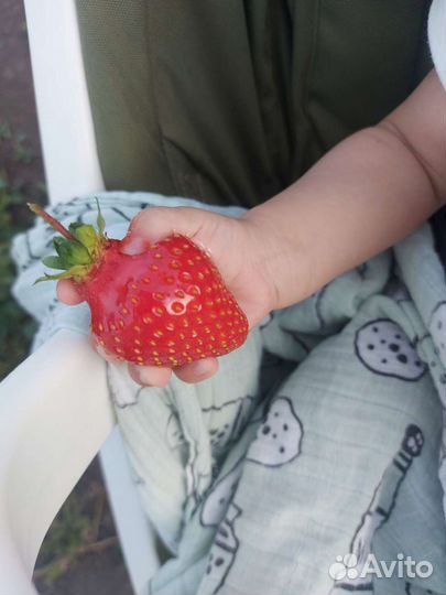 Саженцы клубники ремонтантная