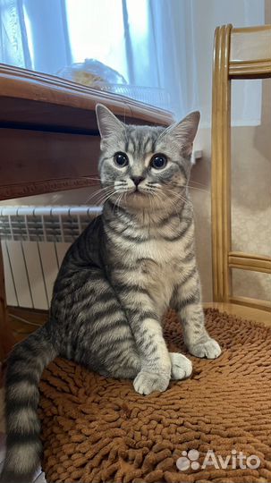 Котоняня (только Новоселье)