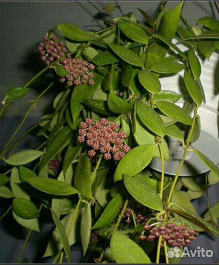 Хойя, разные сорта