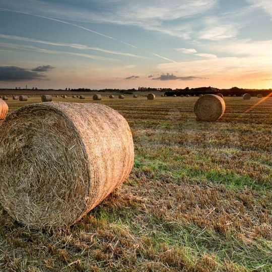 Участок 6 га (СНТ, ДНП)