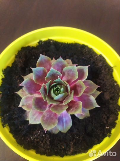 Молодило - каменная роза