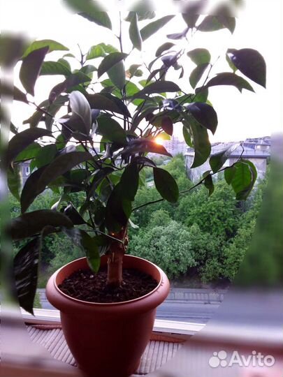 Лимонное дерево. Высота с горшком 1м