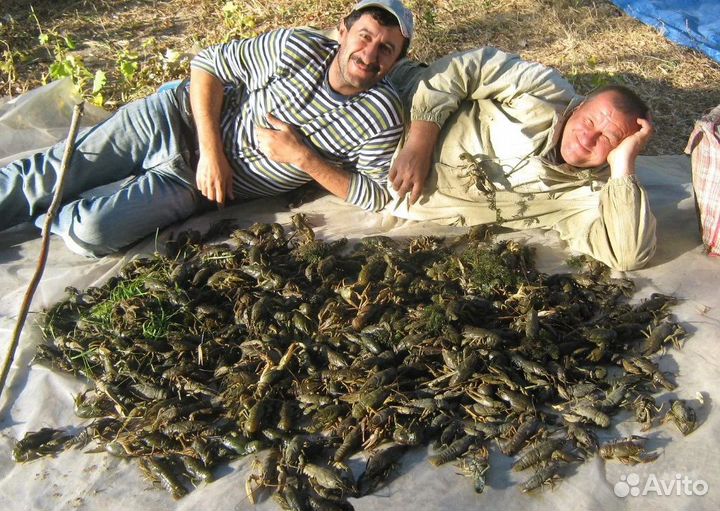 Закупаем у рыбаков раков, удобный расчет