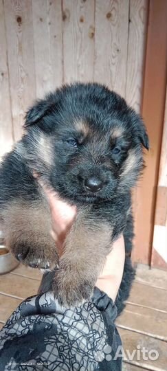 Немецкая овчарка