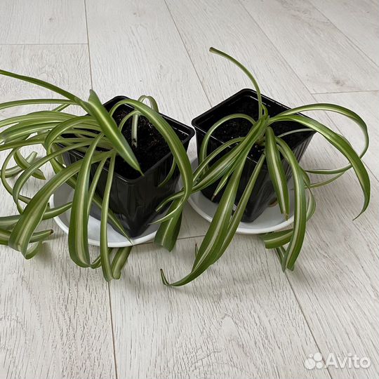 Хлорофитум кудрявый