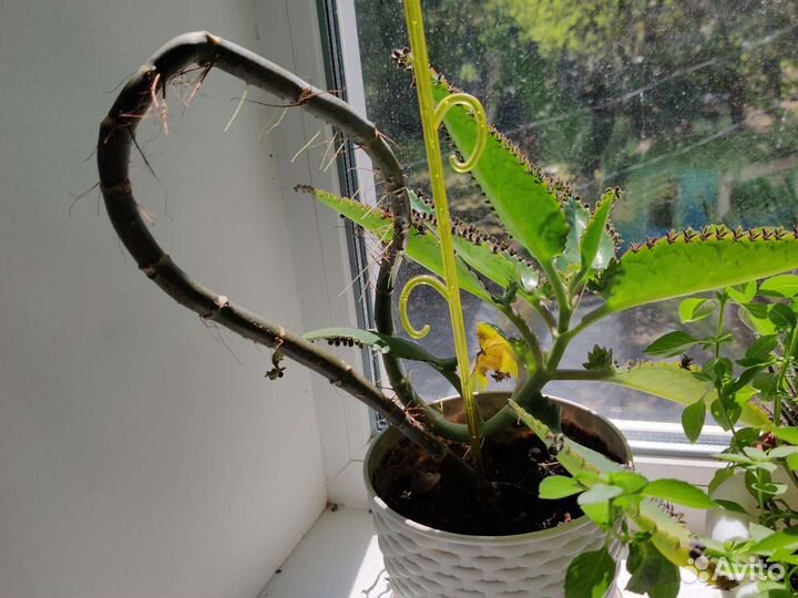 Каланхоэ взрослый