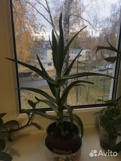 Золотой ус отростки, алоэ, пппиромия