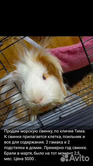 Морская свинка с клеткой