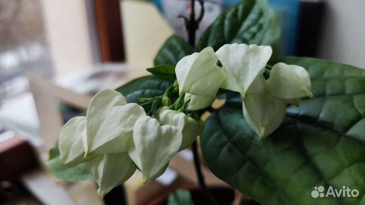 Клеродендрум томпсона