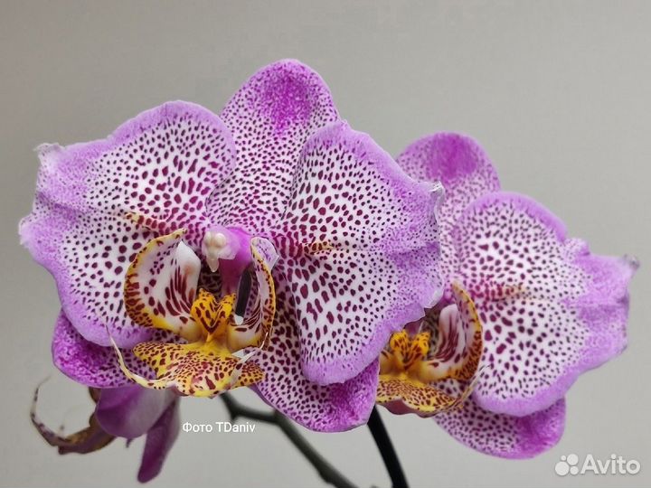 Орхидея фаленопсис Абба (Phalaenopsis Abba)