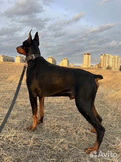 Бронь щенков добермана