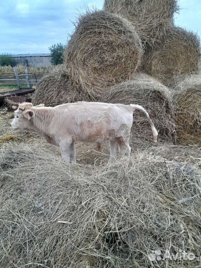 Телята бычки 5 6 месяцев