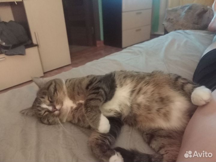 Трехцветный котенок мальчик
