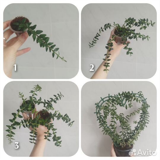 Хойи